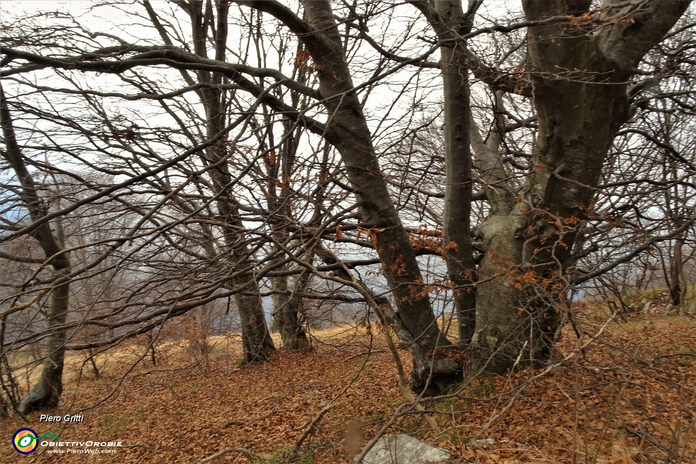 91 Sul sent. 223 dalla Baita Alta scendiamo nel  bosco al punto di partenza.JPG